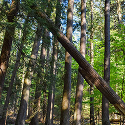 Hiawatha National Forest